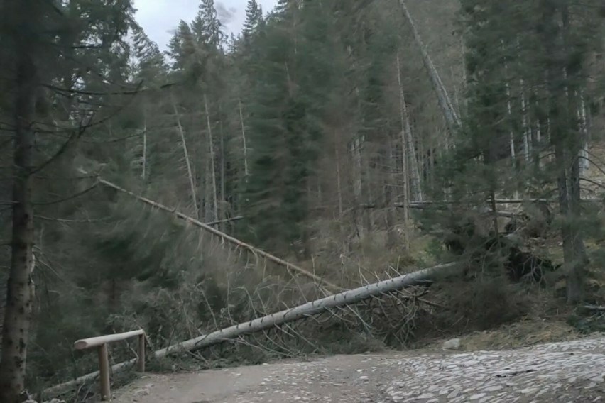 Screen z nagrania drzew walących się na szlak w Dolinie...