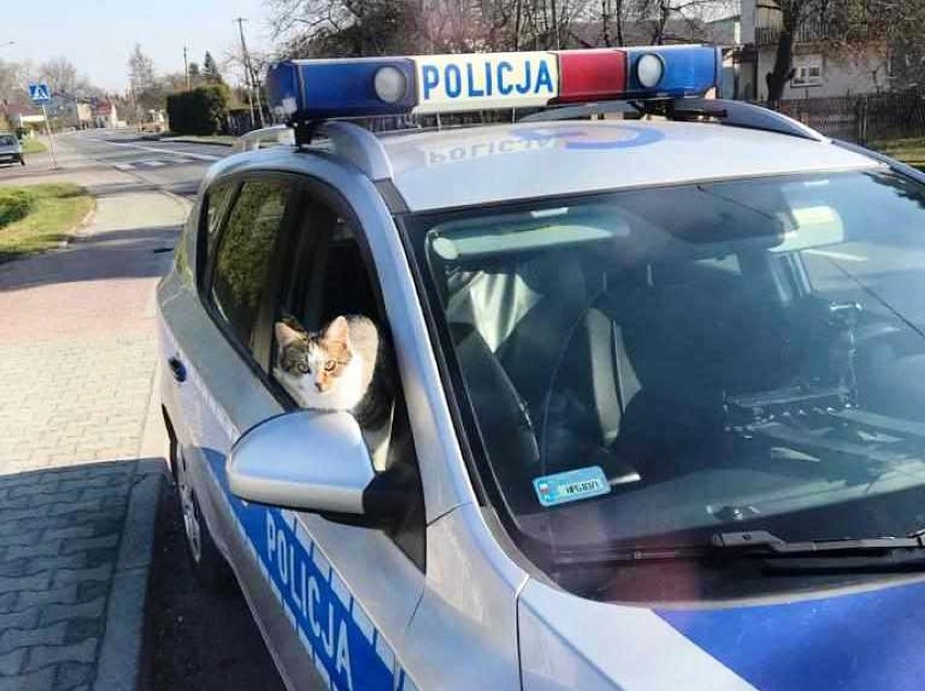 Kot w radiowozie oświęcimskiej policji