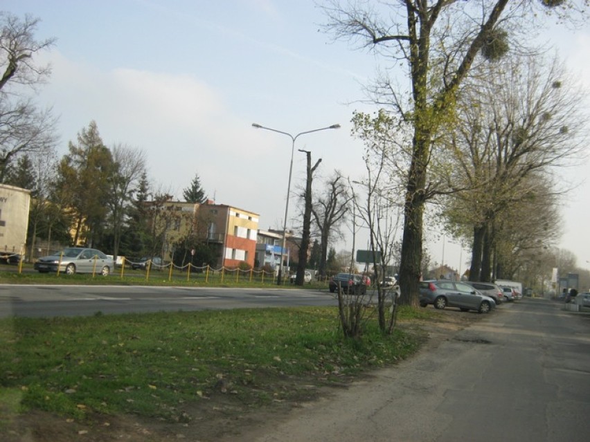 Nowe drzewa na ul. Dąbrowskiego