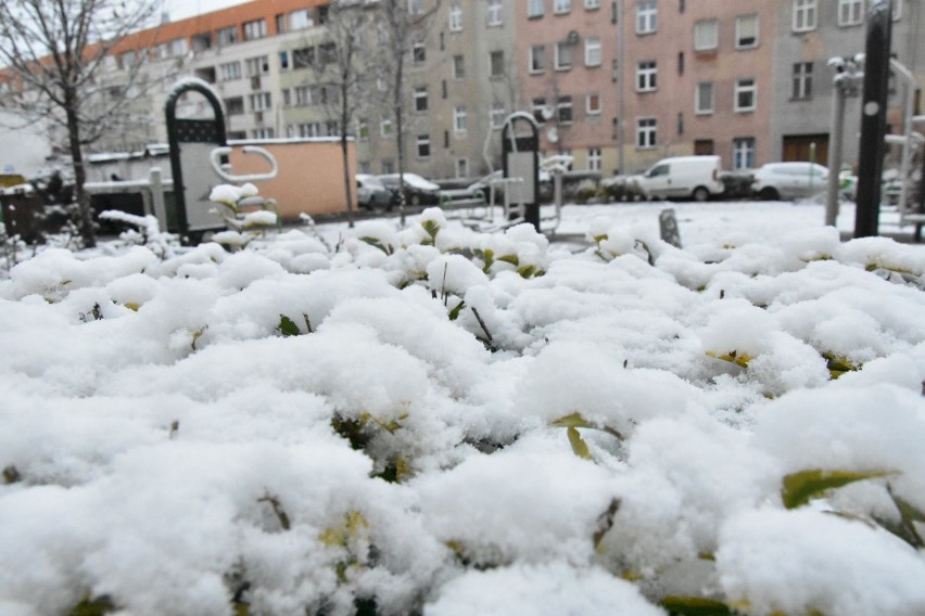 Spadł pierwszy śnieg tej zimy w Legnicy [ZDJĘCIA]