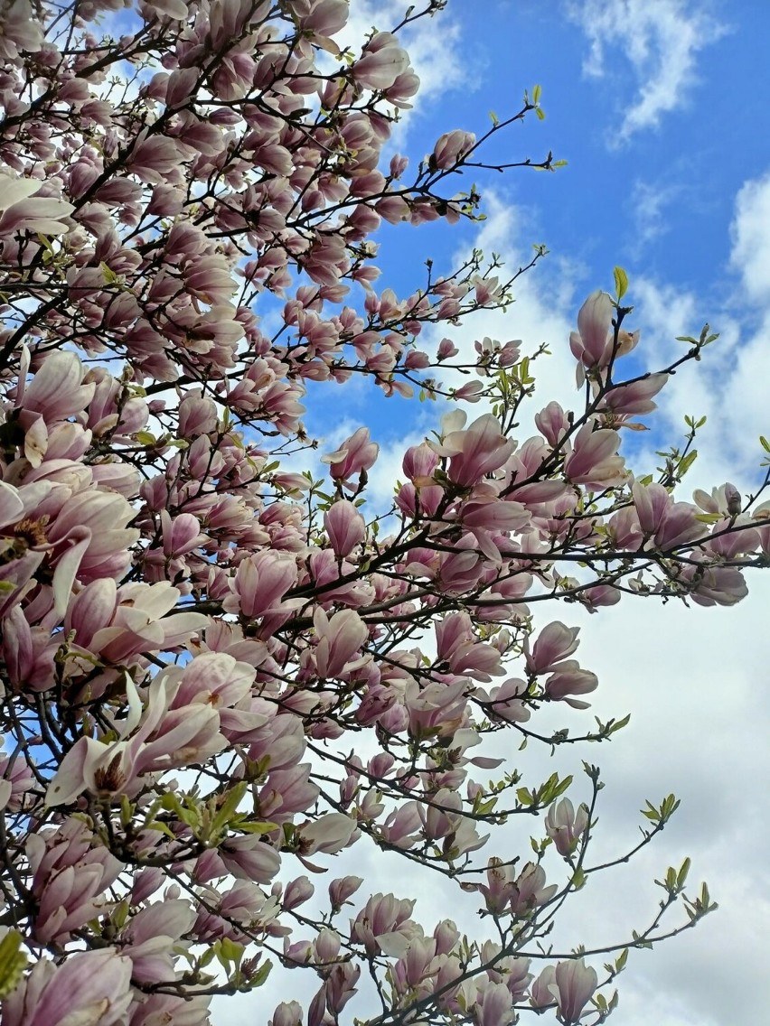 Śląskie. Piękne magnolie mieszkańców Częstochowy, Lublińca,...