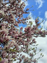 Śląskie. Piękne magnolie już kwitną! Zobaczcie okazy magnolii mieszkańców Częstochowy, Lublińca, Kłobucka i Myszkowa