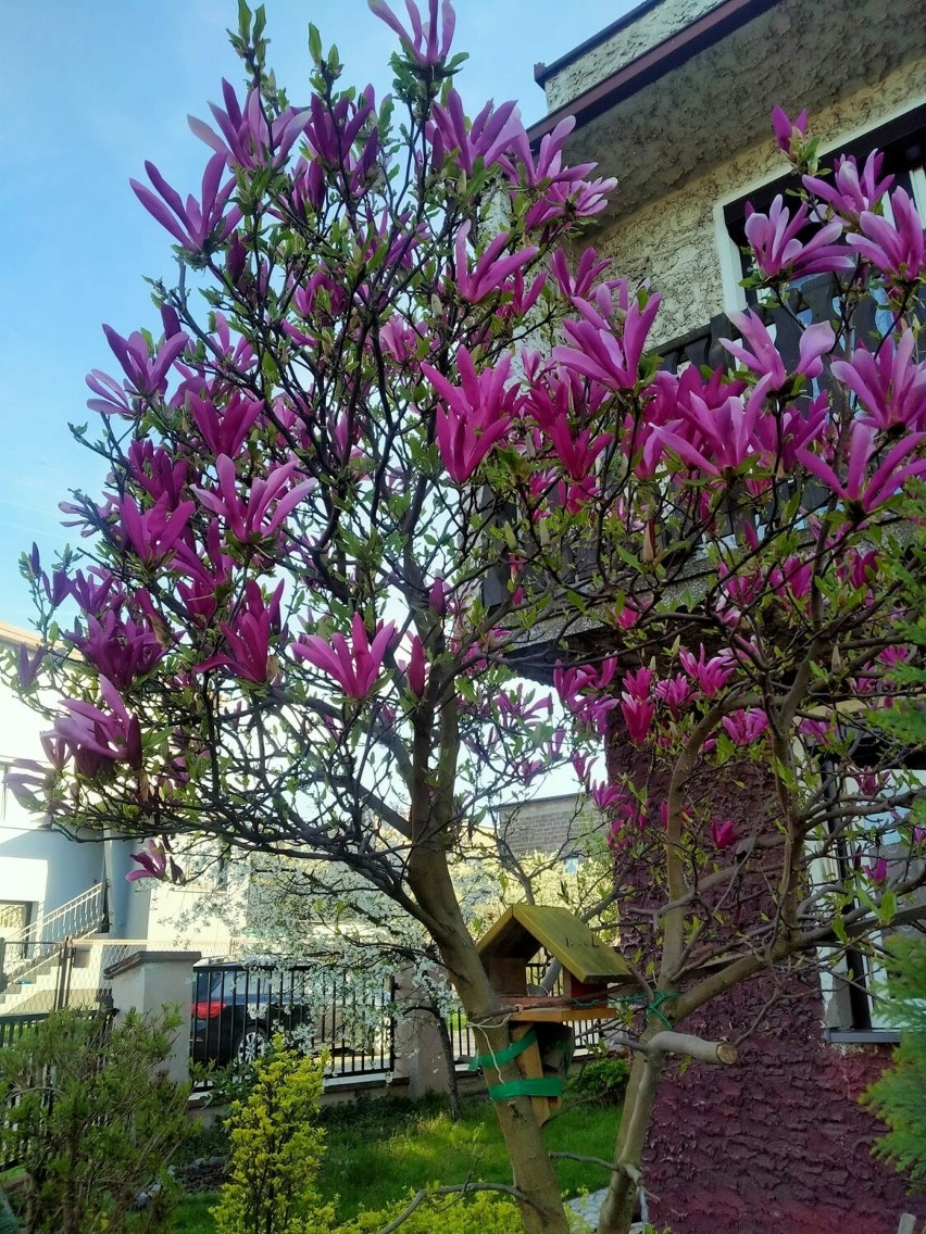Śląskie. Piękne magnolie mieszkańców Częstochowy, Lublińca,...