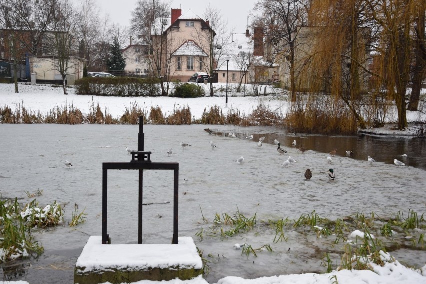 Zima w Pruszczu Gdańskim. Zobaczcie jak wygląda zaśnieżony park, miasto |ZDJECIA, WIDEO