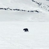 Tatry. Niedźwiedź zaglądnął do Doliny Pięciu Stawów Polskich [ZDJĘCIA]