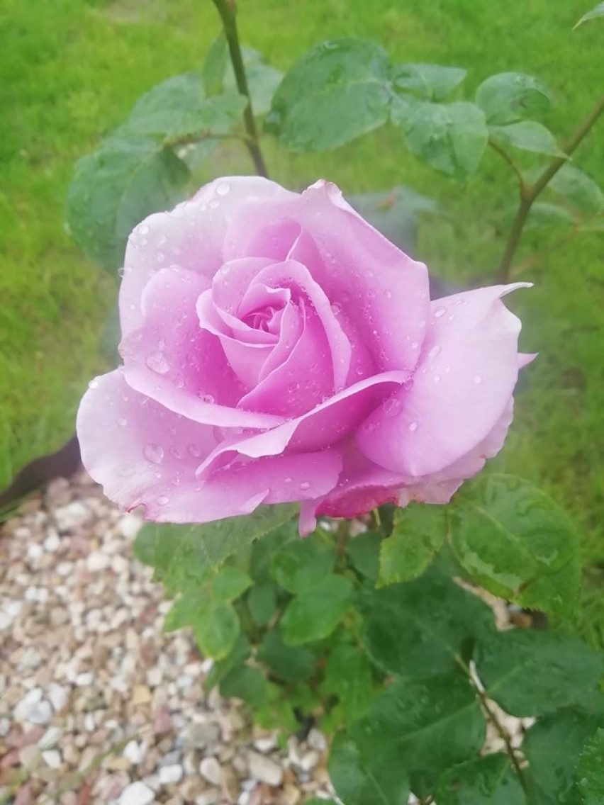 Róża dumna i pyszna. Fotogaleria róż nadesłanych przez czytelników NaM