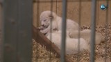 Cztery lwiątka urodziły się w zoo w Borysewie (wideo)