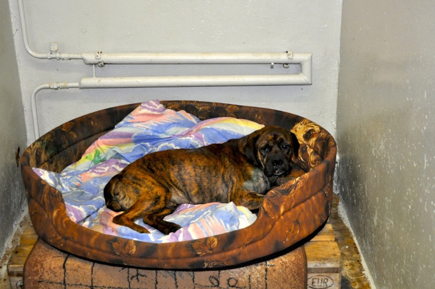 Schronisko dla zwierząt Jelenia Góra: Uratowali dwa psy. Teraz trzeba znaleźć im dom 