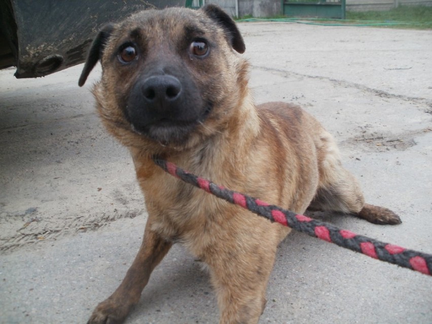 Psy ze schroniska w Bełchatowie wciąż czekają na adopcję. Może któregoś przygarniesz? [ZDJĘCIA]
