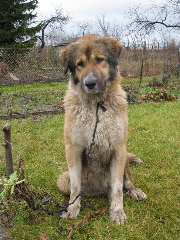 Pies rasy leonberger znaleziony na Południu. Szczeniaki też potrzebują domu