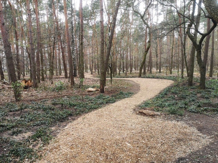 Rewitalizacja Parku Orderu Uśmiechu w Kędzierzynie-Koźlu. Będą budki dla ptaków i nietoperzy, ławki, nowe drzewa