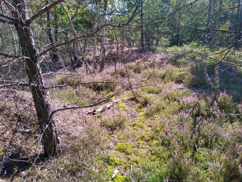 Wrzosowiska w Przemkowskim Parku Krajobrazowym