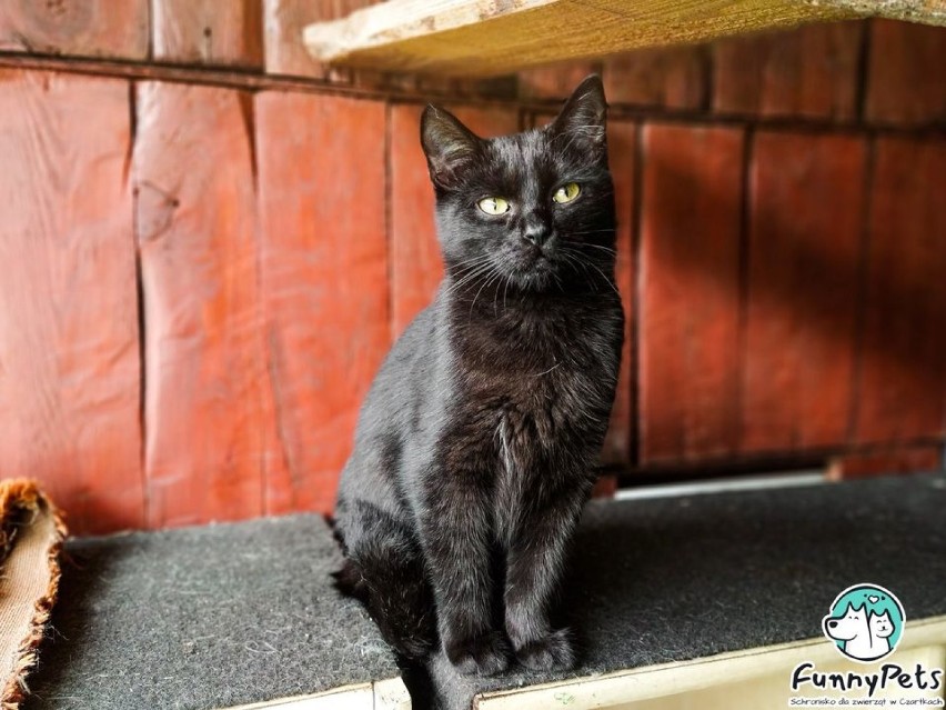 Dzisiaj Dzień Czarnego Kota. Urocze i wcale nie pechowe kociaki z Czartek polecają się do adopcji