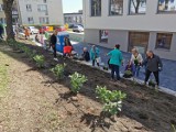 Sąsiedzki piknik "W zieleni siła" na Starówce