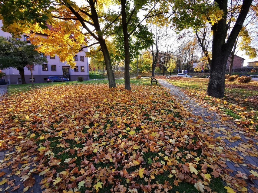 Jesień to czas, w którym nasze parki zupełnie zmieniają...