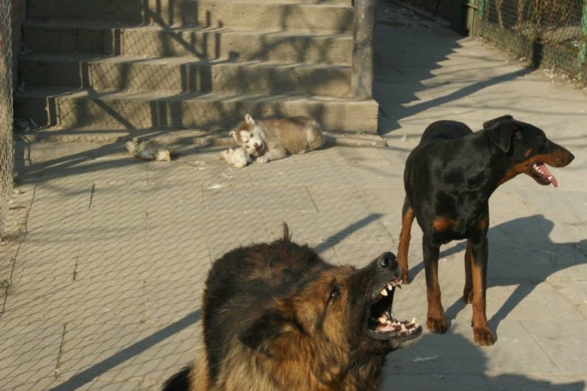 Interwencja w nielegalnej hodowli psów