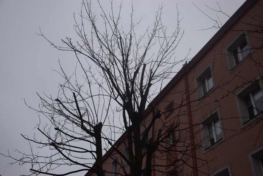 Mieszkańcy dzielnicy Trzech Wieszczów z niepokojem przyglądali się pracom związanym z pielęgnacją drzew. Ich zdaniem w wielu przypadkach przycinanie było niepotrzebnie, albo wykonane w zbyt dużym zakresie