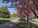 Kwitnące wiśnie na placu Słowiańskim w Bytomiu. Jest pięknie. Zobaczcie, jak wiosna wybucha w mieście! 