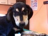 Jelenia Góra: Poparzył szczeniaka środkiem do czyszczenia rur. Właściciel stanie przed sądem