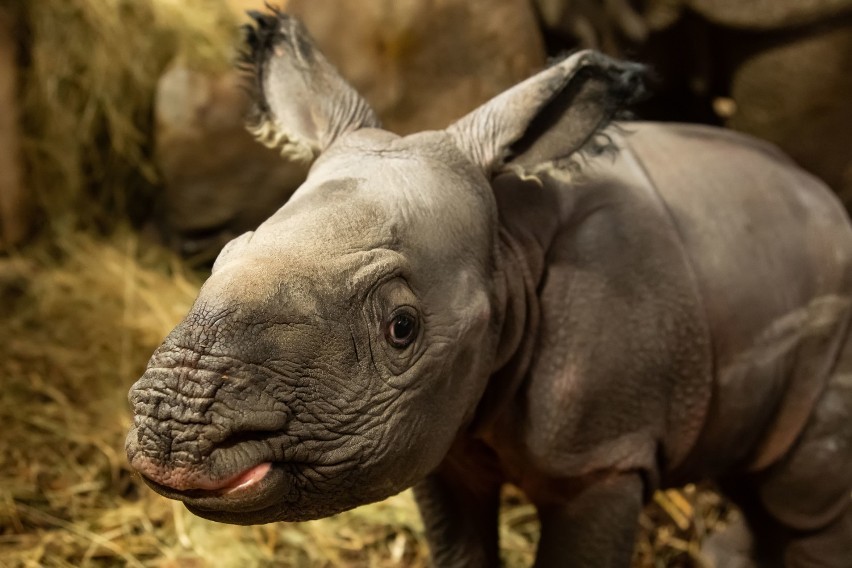 Nosorożec indyjski urodził się we Wrocławiu. Pierwszy raz w historii naszego zoo (ZDJĘCIA)