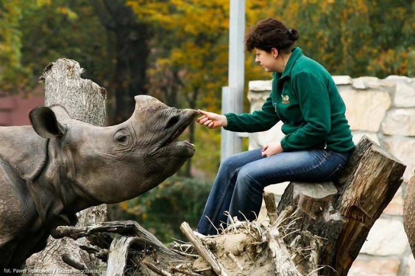 Nosorożce we wrocławskim zoo
