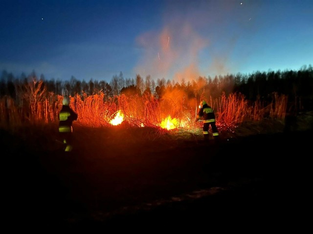 Płonęły trawy znajdujące się około 1 km od drogi wojewódzkiej