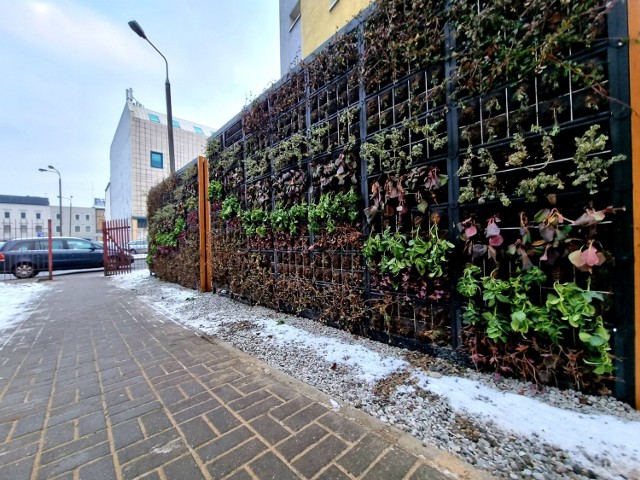 Wiosną, gdy postawione obok miejskich instytucji ściany z roślinami się zazielenią, stworzą mikroklimat, oczyszczą powietrze i zmniejszą hałas.