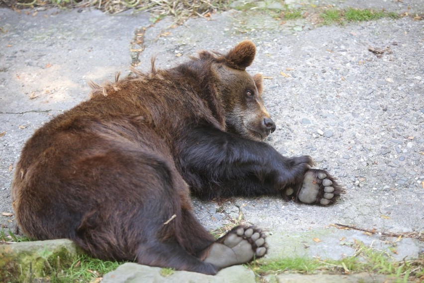 Niedźwiedzie ze śląskiego zoo