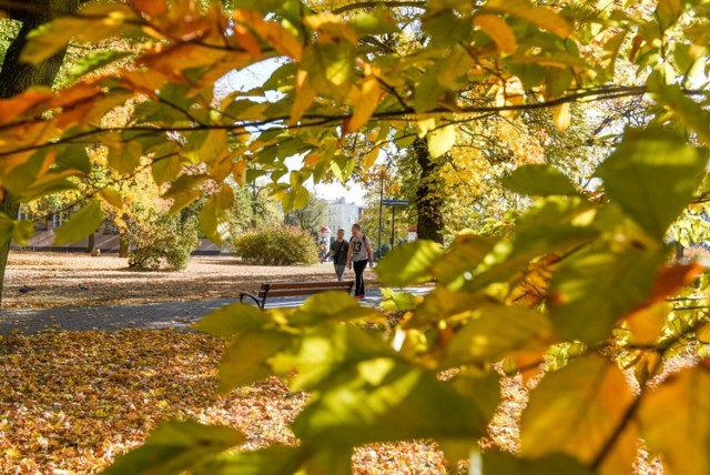 Zdjęcie ilustracyjne. Jesienny krajobraz wiąże się ze sprzątaniem liści. Czy w Tucholi nadążają ze sprzątaniem?