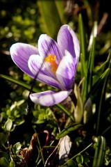 Wiosna rozkwita w Opolu [zdjęcia] 