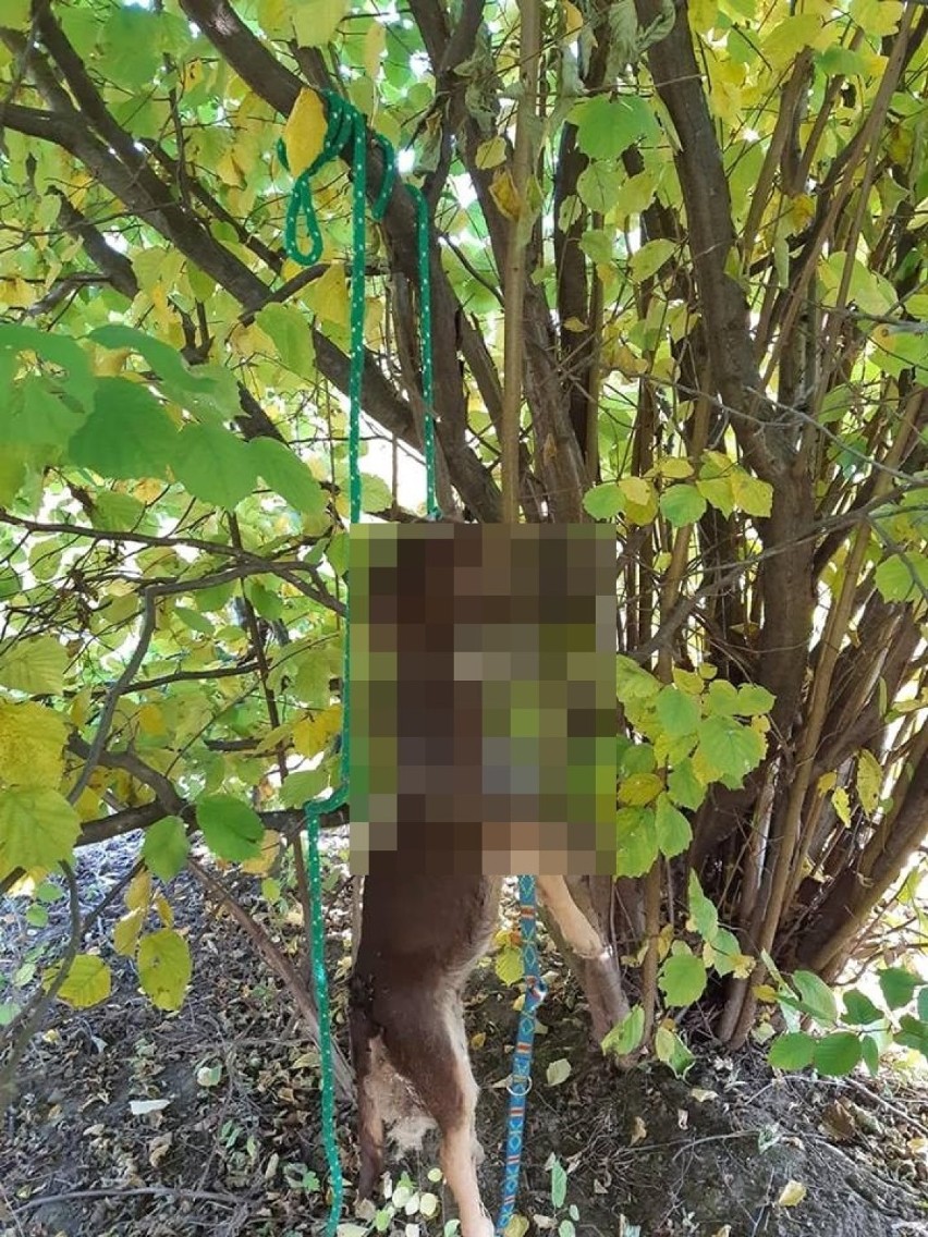 Ktoś powiesił psa na drzewie niedaleko ulicy Bartniczej w...