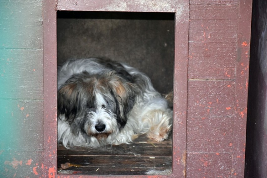 Te psy czekają na adopcję w legnickim schronisku [ZDJĘCIA]