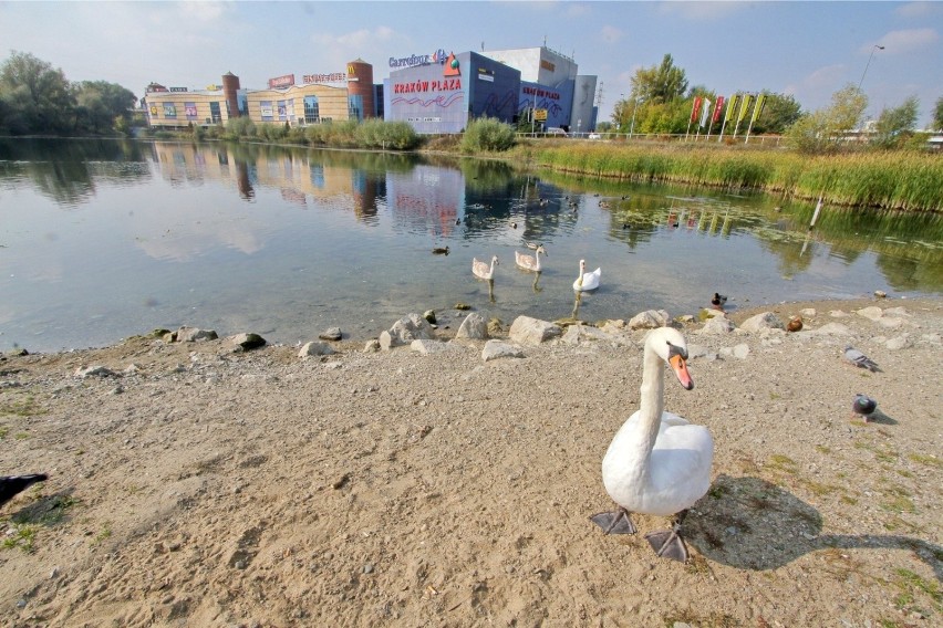 Plaza wystawiona na sprzedaż. Niedawno planowano outlet