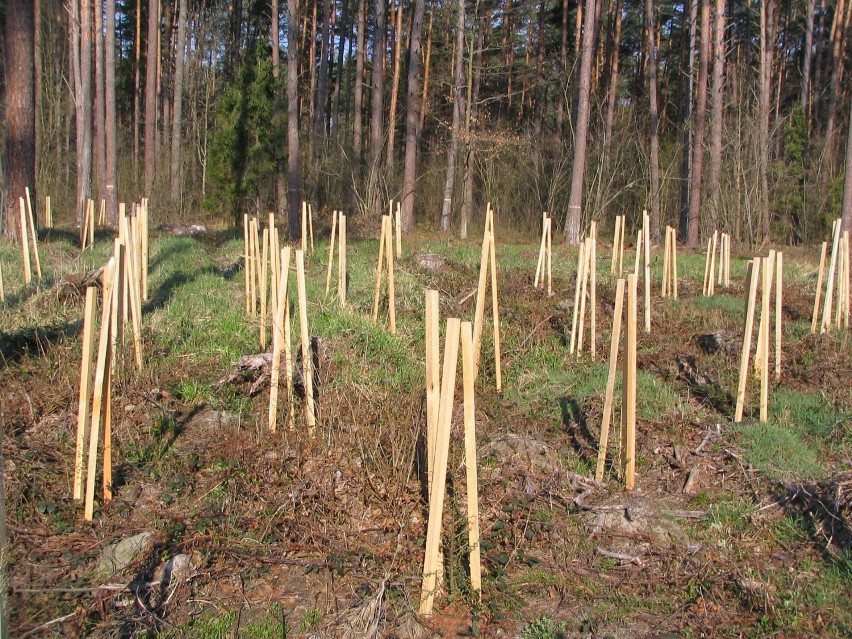 Palikowanie pojedynczych modrzewi zabezpiecza je przed...