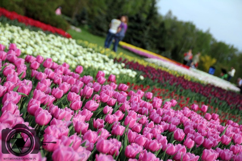50 tysięcy tulipanów zakwitło w Ogrodzie Botanicznym