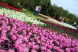 50 tysięcy tulipanów zakwitło w Ogrodzie Botanicznym [zdjęcia]