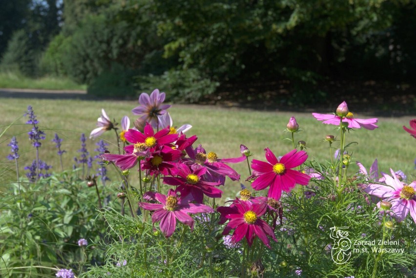 W Parku Skaryszewskim zakwitły nietypowe kwiaty. Wyglądają i pachną jak prawdziwa czekolada 