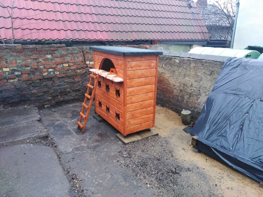 Zbąszyń. Czy wolno żyjące koty chroni prawo?  Na ulicy Wypoczynkowej mają swój domek                                                       