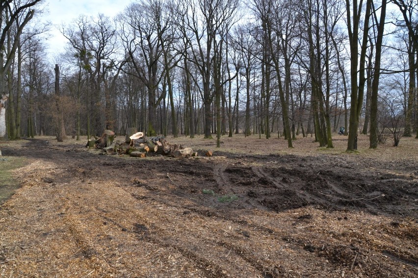 Stare drzewa i samosiejki znikają z parku w Baranowicach. Co dalej? [ZDJĘCIA]