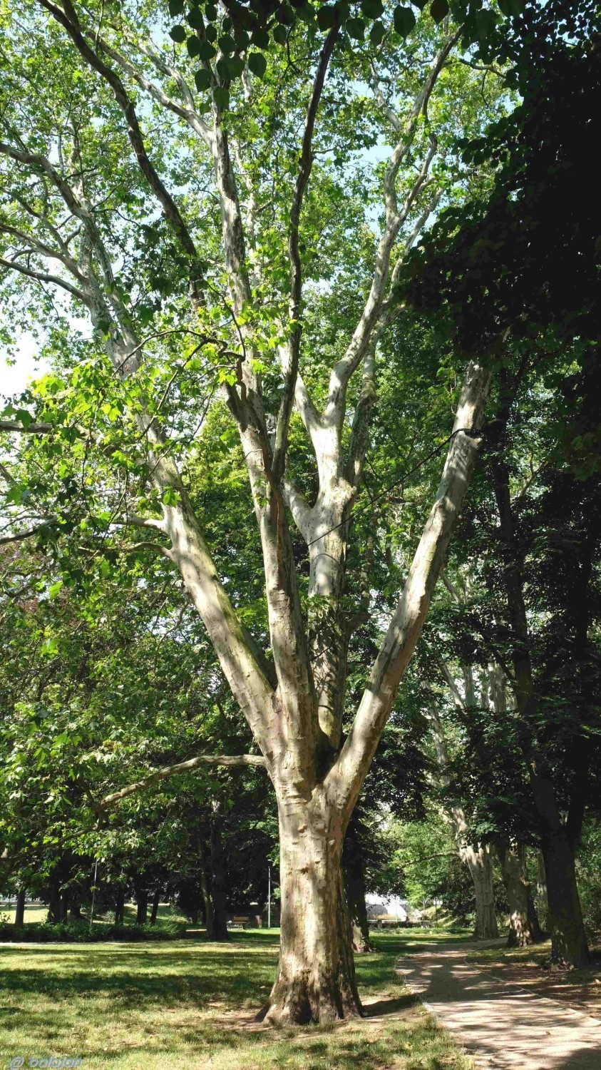 "Do lata, do lata, do lata piechotą będę szła..." Wspomnienie lata na stargardzkich plantach w obiektywie Jana Balewskiego. ZDJĘCIA