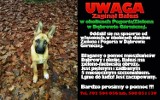 Dąbrowa Górnicza: zaginął pies Bakuś. Jeśli go widzieliście - pomóżcie!
