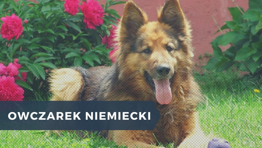 OWCZAREK NIEMIECKI...