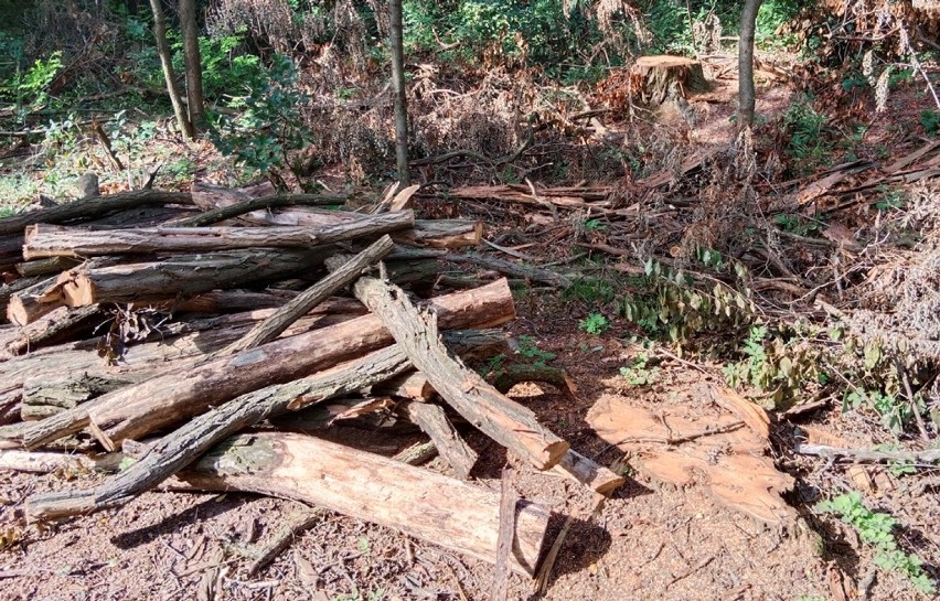 Kradli drewno z lasu w Wielkopolsce i sprzedawali je w Internecie. Duet złodziei wpadł w ręce policjantów