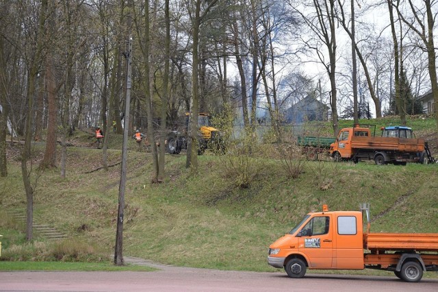 W Parku Miejskim zaczęto wycinać chore drzewa. To przygotowania do wielkiej przebudowy parku.