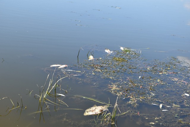 Odra w Cigacicach. Rzeką cały czas płyną nieżywe ryby