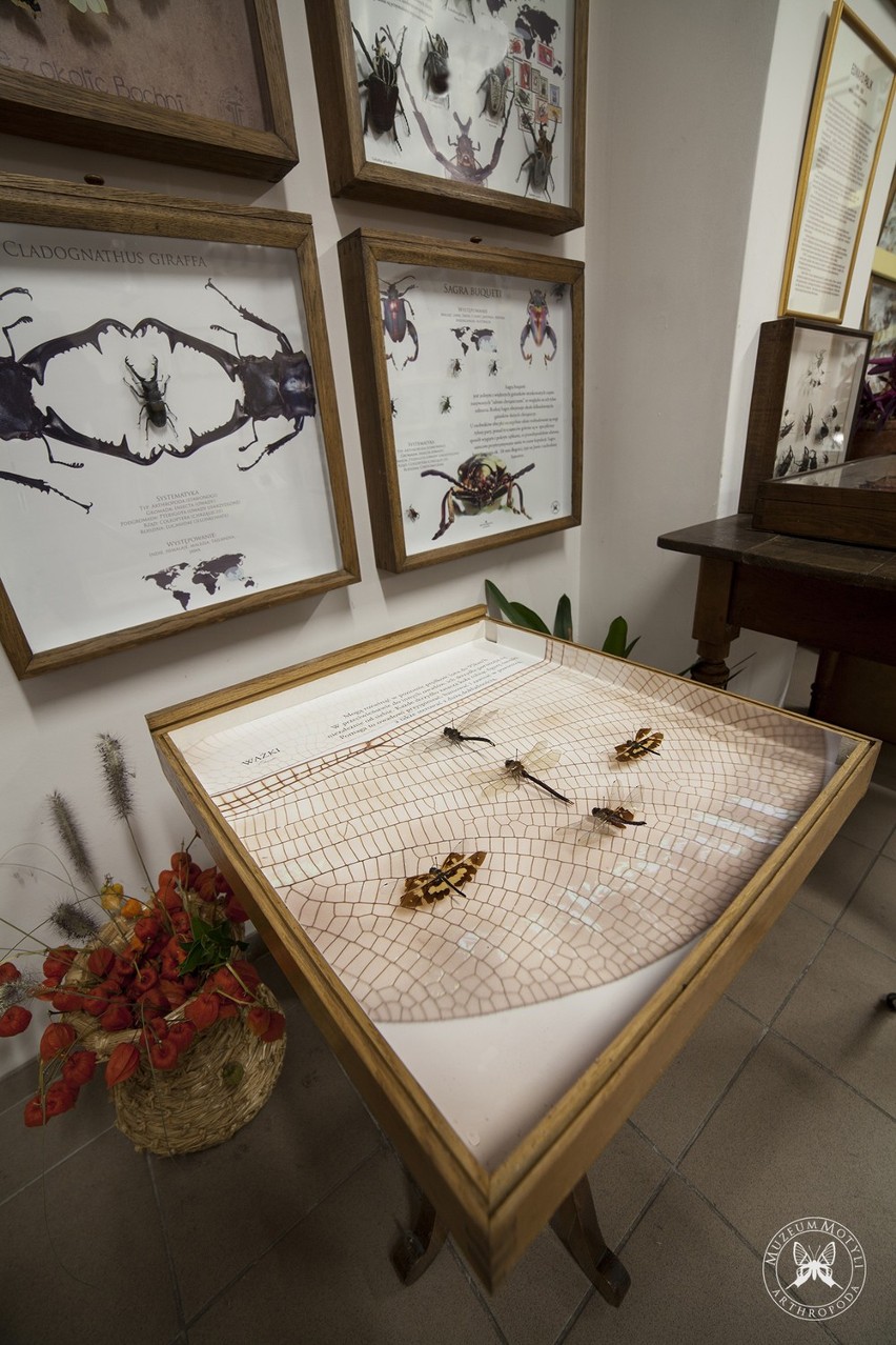 Muzeum Motyli Arthropoda [ZDJĘCIA]