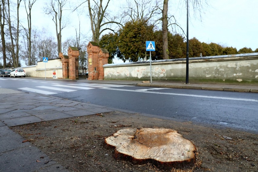 Wycinka drzew przy ul. Partyzantów w Piotrkowie. Wycięto...
