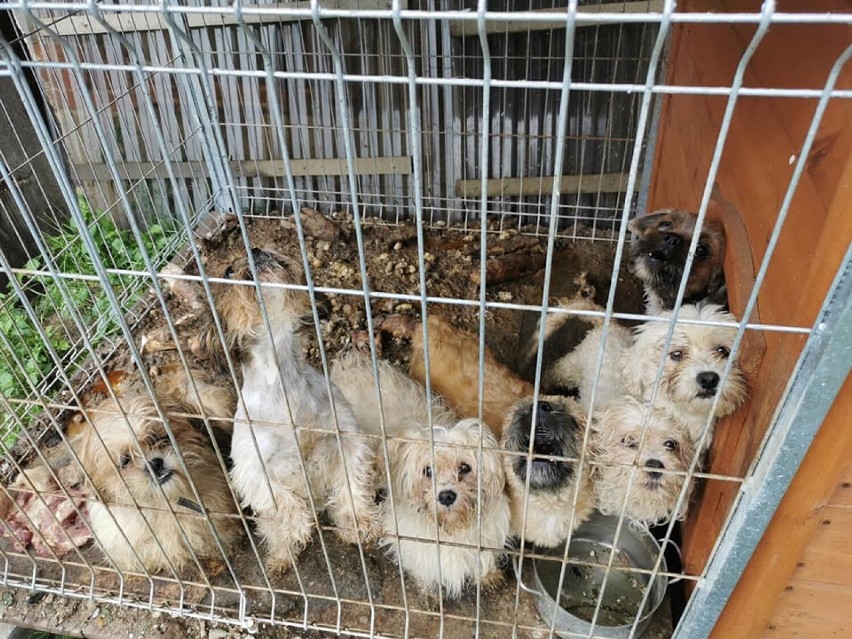 Kolejna pseudohodowla w Kartuskiem zlikwidowana - odebrano 78 psów