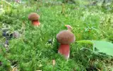 Wysyp borowików ceglastoporych! Gdzie rosną te grzyby? Sprawdź, jak wyglądają i czy są jadalne. Zobacz, na co koniecznie zwrócić uwagę!