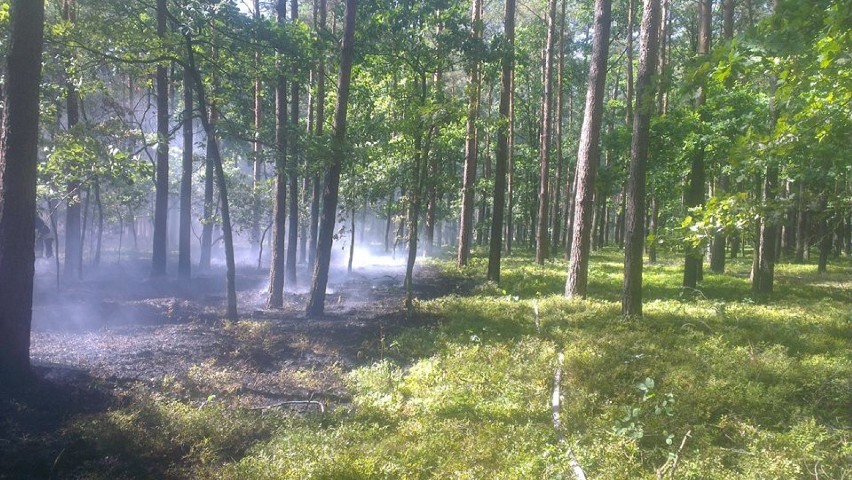Pożar lasu w miejscowości Osówie